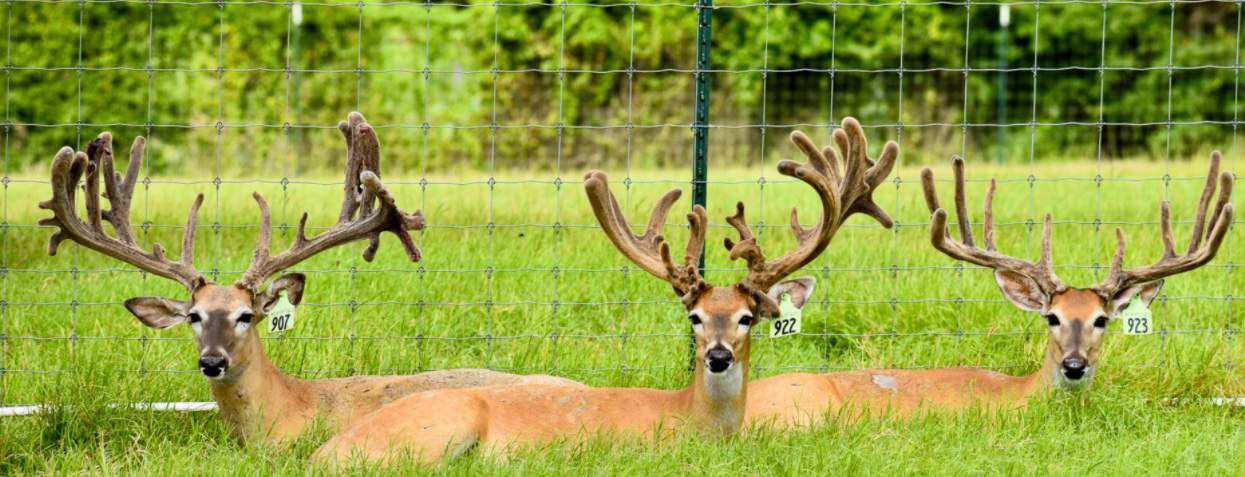 M3 Whitetails are Texas deer breeders that specialize in raising and selling whitetail Breeder Bucks, whitetail DMP Bucks, whitetail Stocker Bucks, as well as open and bred whitetail does. Big Texas Typicals are what buyers want when buying Texas DMP Bucks, Stocker Bucks, and Breeder Bucks. Our whitetail deer for sale are sure to impress prospective buyers and are priced competitively.