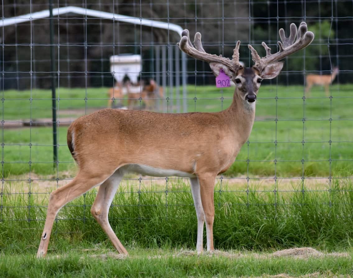 M3 Whitetails are Texas deer breeders that specialize in raising and selling whitetail Breeder Bucks, whitetail DMP Bucks, whitetail Stocker Bucks, as well as open and bred whitetail does. Big Texas Typicals are what buyers want when buying Texas DMP Bucks, Stocker Bucks, and Breeder Bucks. Our whitetail deer for sale are sure to impress prospective buyers and are priced competitively.