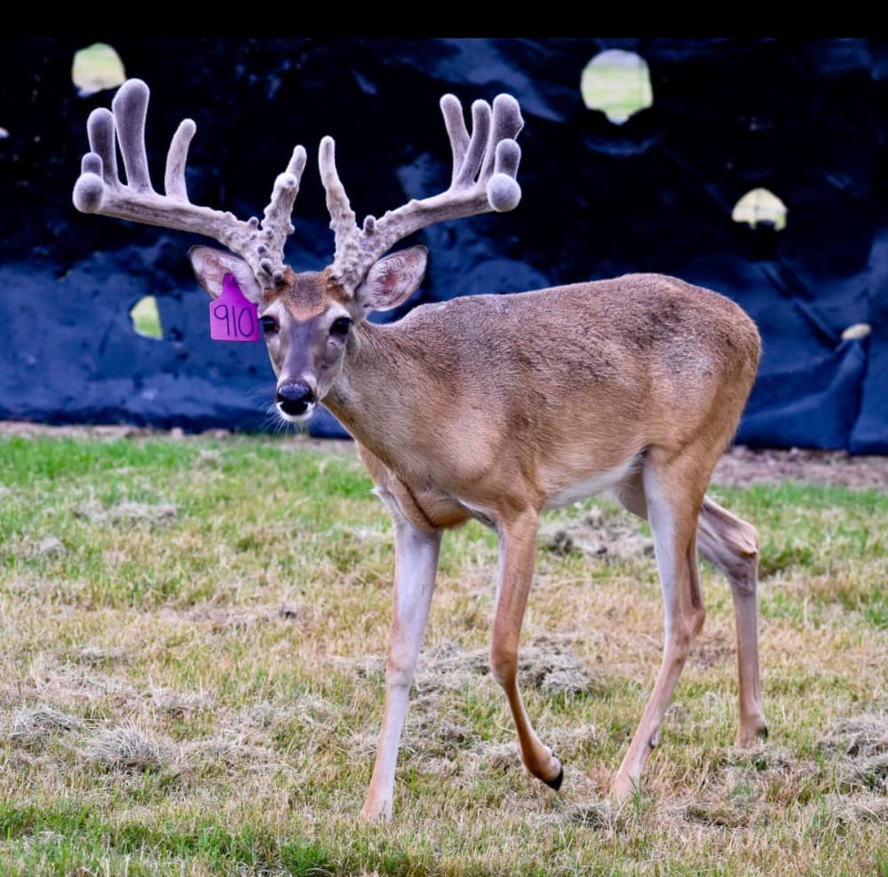 M3 Whitetails are Texas deer breeders that specialize in raising and selling whitetail Breeder Bucks, whitetail DMP Bucks, whitetail Stocker Bucks, as well as open and bred whitetail does. Big Texas Typicals are what buyers want when buying Texas DMP Bucks, Stocker Bucks, and Breeder Bucks. Our whitetail deer for sale are sure to impress prospective buyers and are priced competitively.