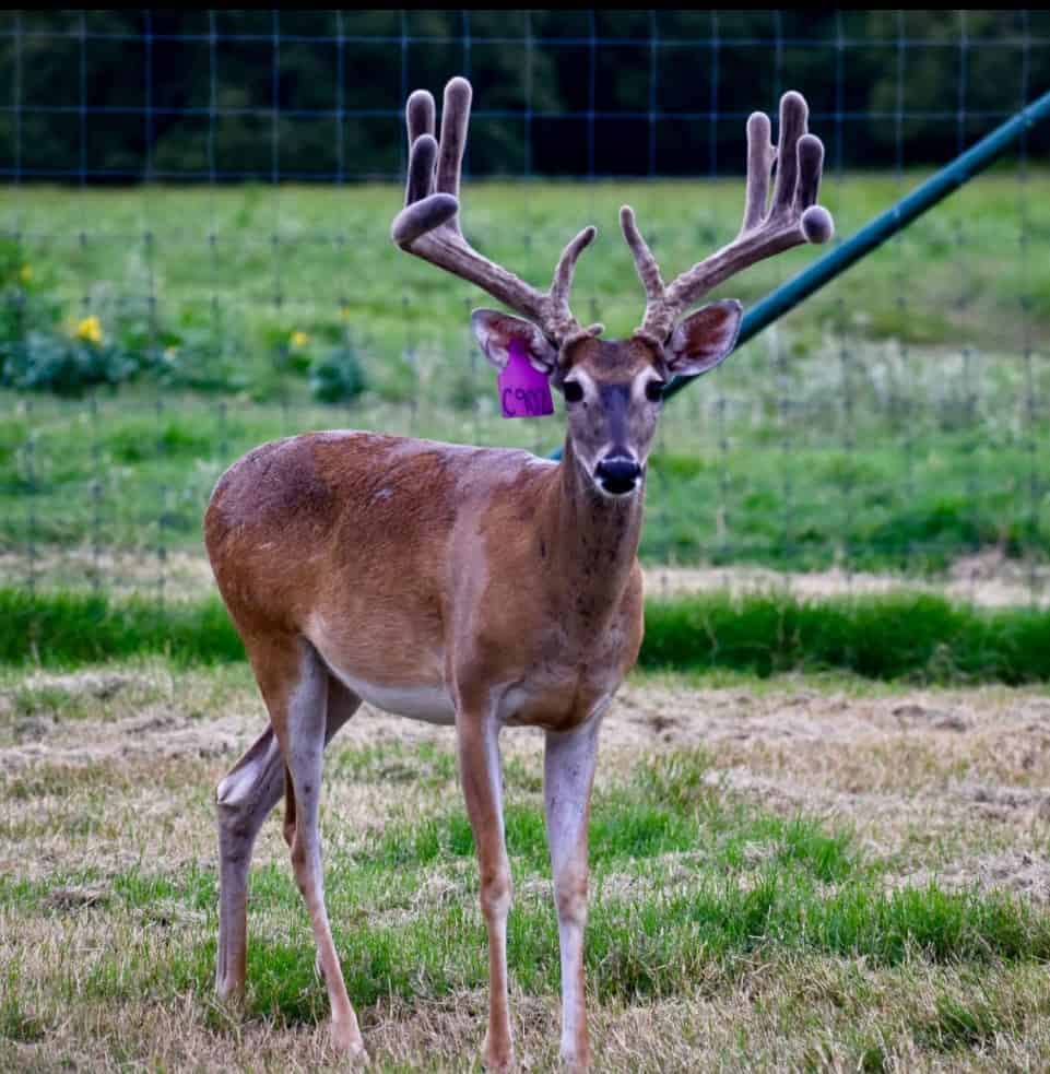 M3 Whitetails are Texas deer breeders that specialize in raising and selling whitetail Breeder Bucks, whitetail DMP Bucks, whitetail Stocker Bucks, as well as open and bred whitetail does. Big Texas Typicals are what buyers want when buying Texas DMP Bucks, Stocker Bucks, and Breeder Bucks. Our whitetail deer for sale are sure to impress prospective buyers and are priced competitively.