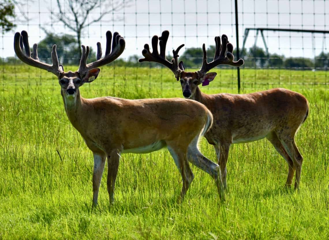 M3 Whitetails are Texas deer breeders that specialize in raising and selling whitetail Breeder Bucks, whitetail DMP Bucks, whitetail Stocker Bucks, as well as open and bred whitetail does. Big Texas Typicals are what buyers want when buying Texas DMP Bucks, Stocker Bucks, and Breeder Bucks. Our whitetail deer for sale are sure to impress prospective buyers and are priced competitively.