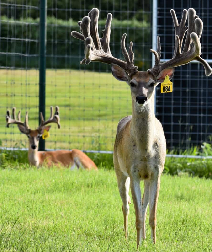M3 Whitetails are Texas deer breeders that specialize in raising and selling whitetail Breeder Bucks, whitetail DMP Bucks, whitetail Stocker Bucks, as well as open and bred whitetail does. Big Texas Typicals are what buyers want when buying Texas DMP Bucks, Stocker Bucks, and Breeder Bucks. Our whitetail deer for sale are sure to impress prospective buyers and are priced competitively.