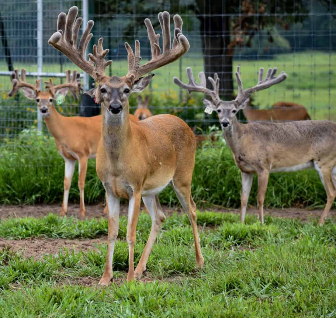 M3 Whitetails are Texas deer breeders that specialize in raising and selling whitetail Breeder Bucks, whitetail DMP Bucks, whitetail Stocker Bucks, as well as open and bred whitetail does. Big Texas Typicals are what buyers want when buying Texas DMP Bucks, Stocker Bucks, and Breeder Bucks. Our whitetail deer for sale are sure to impress prospective buyers and are priced competitively.