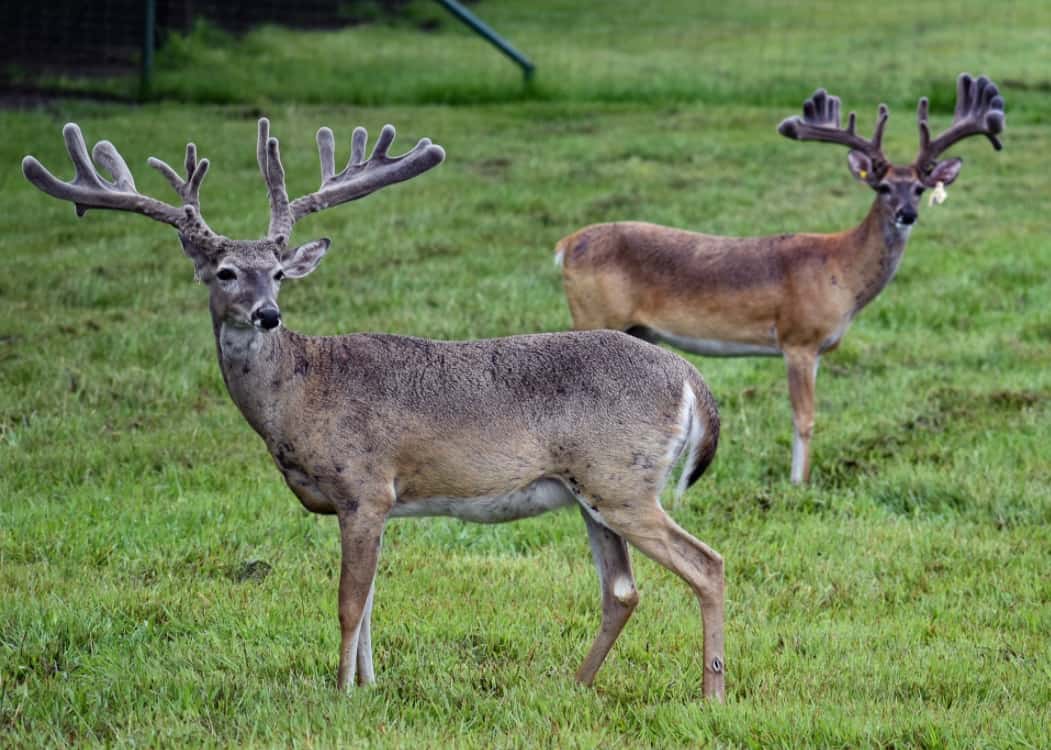 M3 Whitetails are Texas deer breeders that specialize in raising and selling whitetail Breeder Bucks, whitetail DMP Bucks, whitetail Stocker Bucks, as well as open and bred whitetail does. Big Texas Typicals are what buyers want when buying Texas DMP Bucks, Stocker Bucks, and Breeder Bucks. Our whitetail deer for sale are sure to impress prospective buyers and are priced competitively.