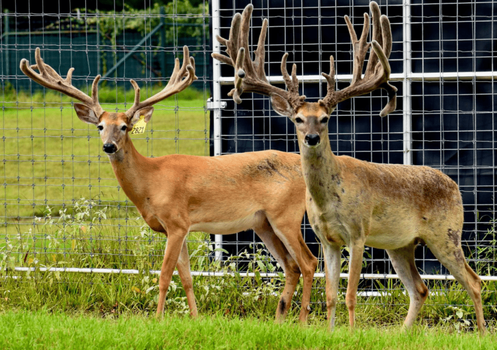 M3 Whitetails are Texas deer breeders that specialize in raising and selling whitetail Breeder Bucks, whitetail DMP Bucks, whitetail Stocker Bucks, as well as open and bred whitetail does. Big Texas Typicals are what buyers want when buying Texas DMP Bucks, Stocker Bucks, and Breeder Bucks. Our whitetail deer for sale are sure to impress prospective buyers and are priced competitively.