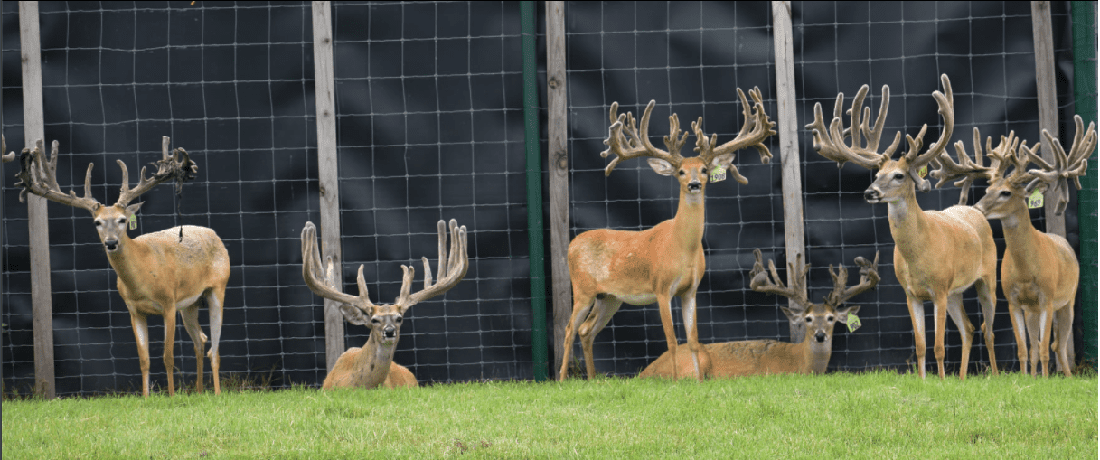 M3 Whitetails are Texas deer breeders that specialize in raising and selling whitetail Breeder Bucks, whitetail DMP Bucks, whitetail Stocker Bucks, as well as open and bred whitetail does. Big Texas Typicals are what buyers want when buying Texas DMP Bucks, Stocker Bucks, and Breeder Bucks. Our whitetail deer for sale are sure to impress prospective buyers and are priced competitively.