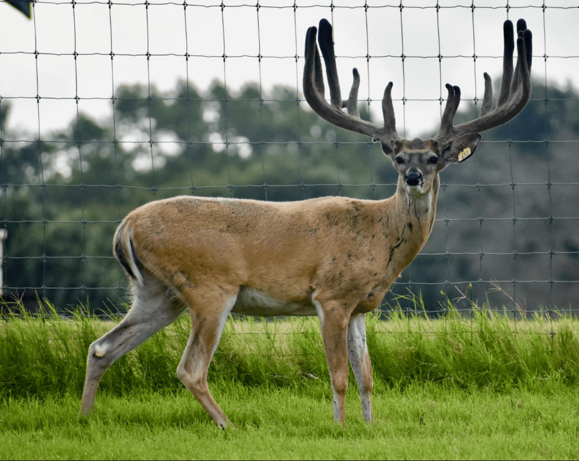 This M3 Whitetails buck is growing out nicely at our Texas whitetail deer farm. M3 Whitetails are Texas deer breeders that specialize in raising and selling whitetail Breeder Bucks, whitetail DMP Bucks, whitetail Stocker Bucks, as well as open and bred whitetail does. Big Texas Typicals are what buyers want when buying Texas DMP Bucks, Stocker Bucks, and Breeder Bucks. Our whitetail deer for sale are sure to impress prospective buyers and are priced competitively.