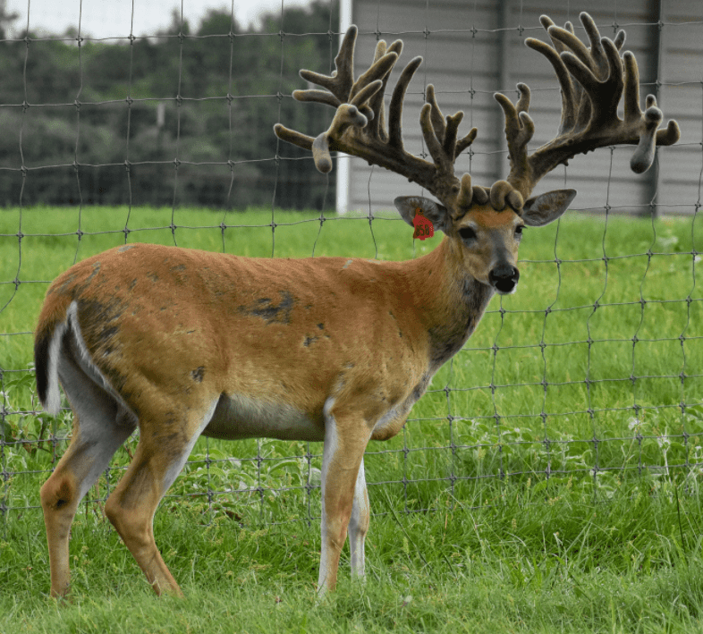 M3 Whitetails are Texas deer breeders that specialize in raising and selling whitetail Breeder Bucks, whitetail DMP Bucks, whitetail Stocker Bucks, as well as open and bred whitetail does. Big Texas Typicals are what buyers want when buying Texas DMP Bucks, Stocker Bucks, and Breeder Bucks. Our whitetail deer for sale are sure to impress prospective buyers and are priced competitively.