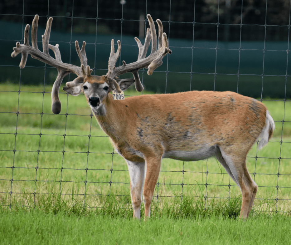 M3 Whitetails are Texas deer breeders that specialize in raising and selling whitetail Breeder Bucks, whitetail DMP Bucks, whitetail Stocker Bucks, as well as open and bred whitetail does. Big Texas Typicals are what buyers want when buying Texas DMP Bucks, Stocker Bucks, and Breeder Bucks. Our whitetail deer for sale are sure to impress prospective buyers and are priced competitively.