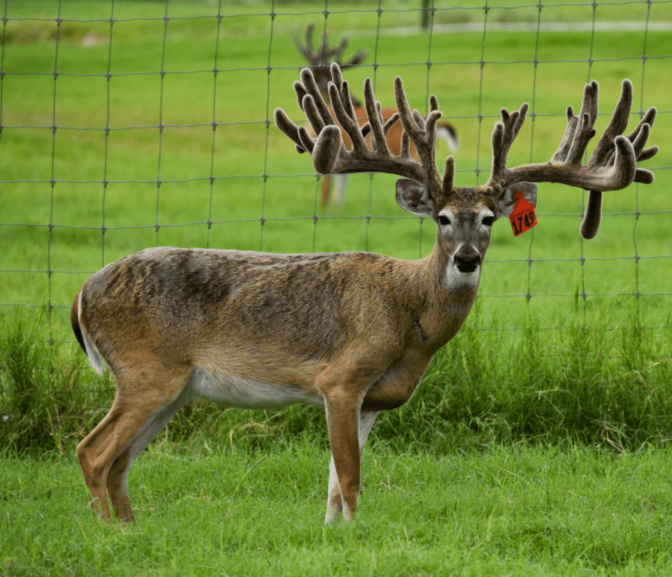 M3 Whitetails are Texas deer breeders that specialize in raising and selling whitetail Breeder Bucks, whitetail DMP Bucks, whitetail Stocker Bucks, as well as open and bred whitetail does. Big Texas Typicals are what buyers want when buying Texas DMP Bucks, Stocker Bucks, and Breeder Bucks. Our whitetail deer for sale are sure to impress prospective buyers and are priced competitively.