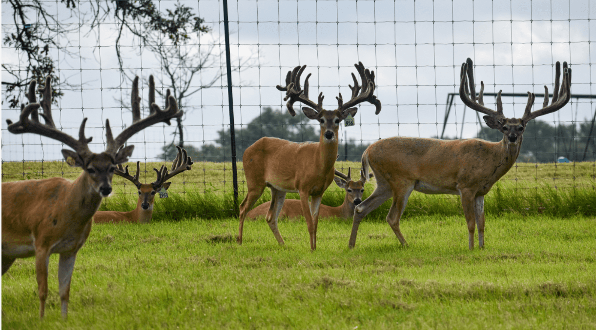 M3 Whitetails are Texas deer breeders that specialize in raising and selling whitetail Breeder Bucks, whitetail DMP Bucks, whitetail Stocker Bucks, as well as open and bred whitetail does. Big Texas Typicals are what buyers want when buying Texas DMP Bucks, Stocker Bucks, and Breeder Bucks. Our whitetail deer for sale are sure to impress prospective buyers and are priced competitively.