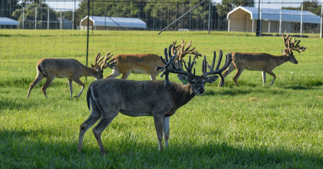 M3 Whitetails are Texas deer breeders that specialize in raising and selling whitetail Breeder Bucks, whitetail DMP Bucks, whitetail Stocker Bucks, as well as open and bred whitetail does. Big Texas Typicals are what buyers want when buying Texas DMP Bucks, Stocker Bucks, and Breeder Bucks. Our whitetail deer for sale are sure to impress prospective buyers and are priced competitively.
