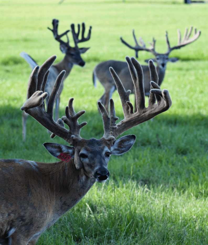 M3 Whitetails are Texas deer breeders that specialize in raising and selling whitetail Breeder Bucks, whitetail DMP Bucks, whitetail Stocker Bucks, as well as open and bred whitetail does. Big Texas Typicals are what buyers want when buying Texas DMP Bucks, Stocker Bucks, and Breeder Bucks. Our whitetail deer for sale are sure to impress prospective buyers and are priced competitively.