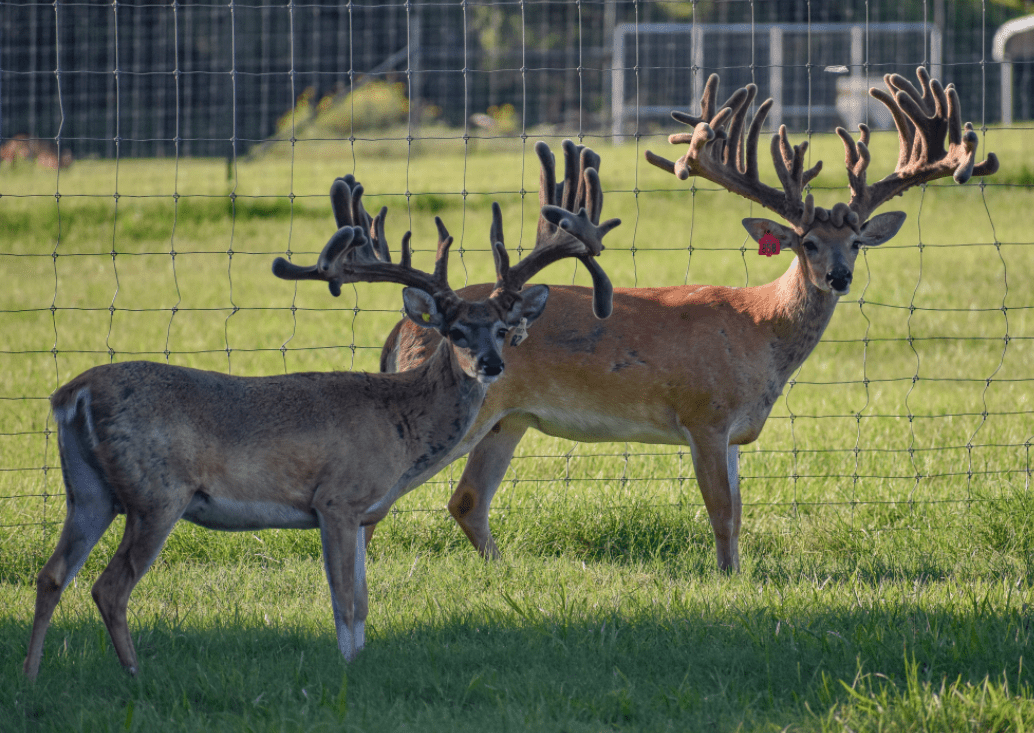 M3 Whitetails are Texas deer breeders that specialize in raising and selling whitetail Breeder Bucks, whitetail DMP Bucks, whitetail Stocker Bucks, as well as open and bred whitetail does. Big Texas Typicals are what buyers want when buying Texas DMP Bucks, Stocker Bucks, and Breeder Bucks. Our whitetail deer for sale are sure to impress prospective buyers and are priced competitively.