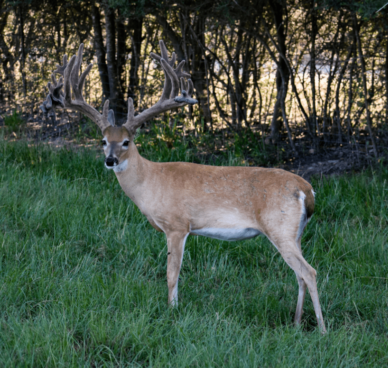 M3 Whitetails are Texas deer breeders that specialize in raising and selling whitetail Breeder Bucks, whitetail DMP Bucks, whitetail Stocker Bucks, as well as open and bred whitetail does. Big Texas Typicals are what buyers want when buying Texas DMP Bucks, Stocker Bucks, and Breeder Bucks. Our whitetail deer for sale are sure to impress prospective buyers and are priced competitively.