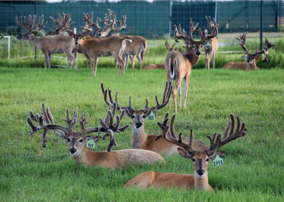M3 Whitetails are Texas deer breeders that specialize in raising and selling whitetail Breeder Bucks, whitetail DMP Bucks, whitetail Stocker Bucks, as well as open and bred whitetail does. Big Texas Typicals are what buyers want when buying Texas DMP Bucks, Stocker Bucks, and Breeder Bucks. Our whitetail deer for sale are sure to impress prospective buyers and are priced competitively.