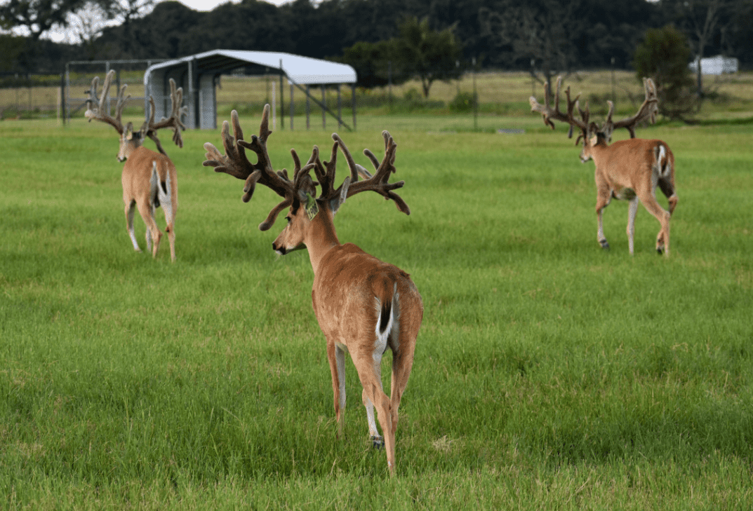 M3 Whitetails are Texas deer breeders that specialize in raising and selling whitetail Breeder Bucks, whitetail DMP Bucks, whitetail Stocker Bucks, as well as open and bred whitetail does. Big Texas Typicals are what buyers want when buying Texas DMP Bucks, Stocker Bucks, and Breeder Bucks. Our whitetail deer for sale are sure to impress prospective buyers and are priced competitively.