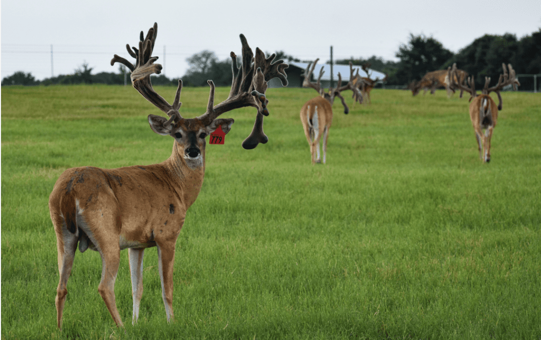 M3 Whitetails are Texas deer breeders that specialize in raising and selling whitetail Breeder Bucks, whitetail DMP Bucks, whitetail Stocker Bucks, as well as open and bred whitetail does. Big Texas Typicals are what buyers want when buying Texas DMP Bucks, Stocker Bucks, and Breeder Bucks. Our whitetail deer for sale are sure to impress prospective buyers and are priced competitively.