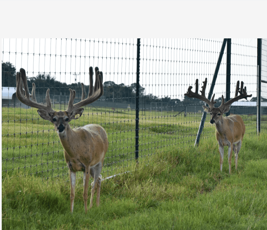 M3 Whitetails are Texas deer breeders that specialize in raising and selling whitetail Breeder Bucks, whitetail DMP Bucks, whitetail Stocker Bucks, as well as open and bred whitetail does. Big Texas Typicals are what buyers want when buying Texas DMP Bucks, Stocker Bucks, and Breeder Bucks. Our whitetail deer for sale are sure to impress prospective buyers and are priced competitively.
