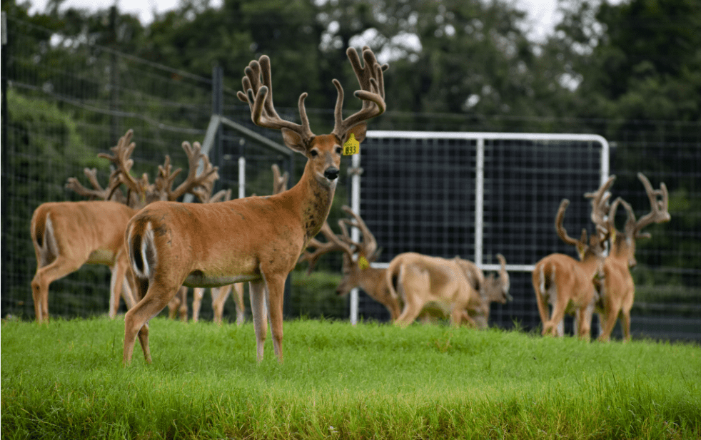 M3 Whitetails are Texas deer breeders that specialize in raising and selling whitetail Breeder Bucks, whitetail DMP Bucks, whitetail Stocker Bucks, as well as open and bred whitetail does. Big Texas Typicals are what buyers want when buying Texas DMP Bucks, Stocker Bucks, and Breeder Bucks. Our whitetail deer for sale are sure to impress prospective buyers and are priced competitively.