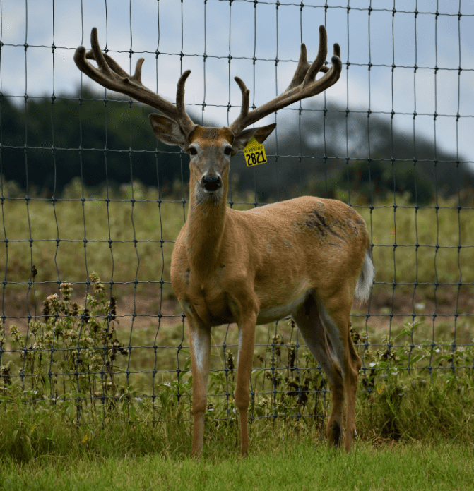 M3 Whitetails are Texas deer breeders that specialize in raising and selling whitetail Breeder Bucks, whitetail DMP Bucks, whitetail Stocker Bucks, as well as open and bred whitetail does. Big Texas Typicals are what buyers want when buying Texas DMP Bucks, Stocker Bucks, and Breeder Bucks. Our whitetail deer for sale are sure to impress prospective buyers and are priced competitively.