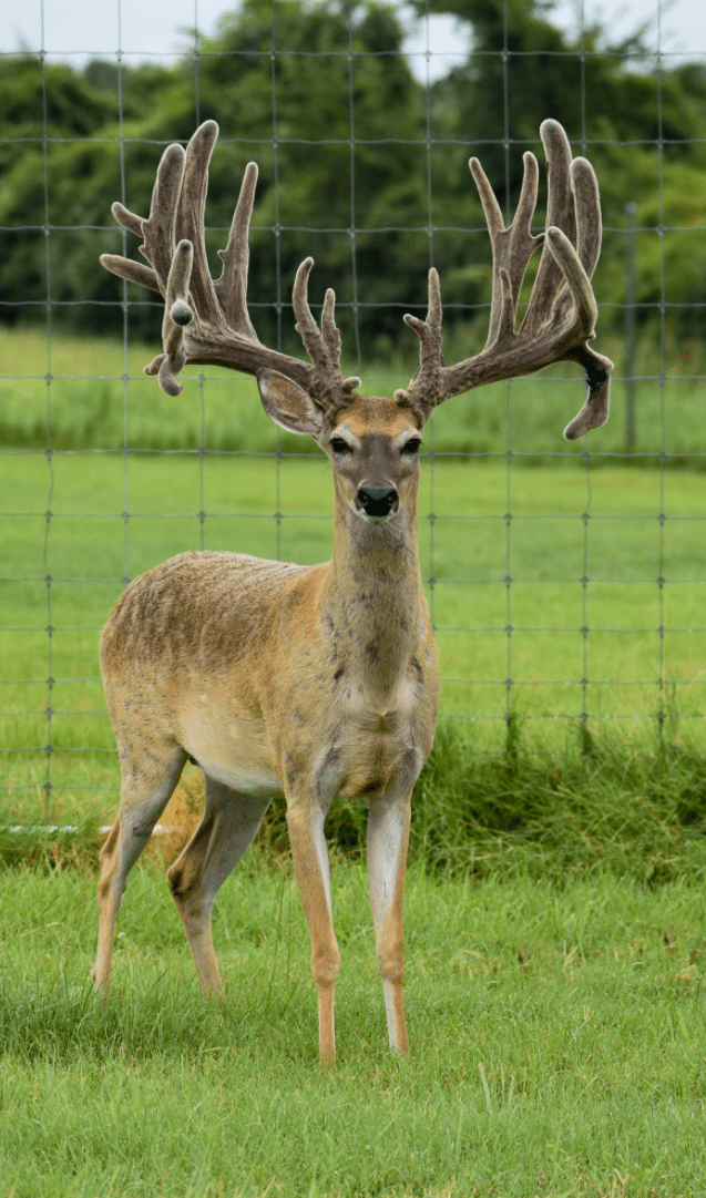 M3 Whitetails are Texas deer breeders that specialize in raising and selling whitetail Breeder Bucks, whitetail DMP Bucks, whitetail Stocker Bucks, as well as open and bred whitetail does. Big Texas Typicals are what buyers want when buying Texas DMP Bucks, Stocker Bucks, and Breeder Bucks. Our whitetail deer for sale are sure to impress prospective buyers and are priced competitively.
