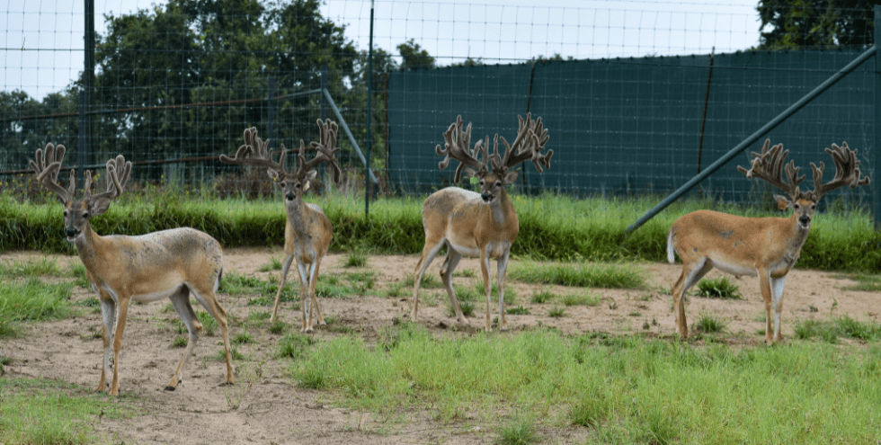 M3 Whitetails are Texas deer breeders that specialize in raising and selling whitetail Breeder Bucks, whitetail DMP Bucks, whitetail Stocker Bucks, as well as open and bred whitetail does. Big Texas Typicals are what buyers want when buying Texas DMP Bucks, Stocker Bucks, and Breeder Bucks. Our whitetail deer for sale are sure to impress prospective buyers and are priced competitively.