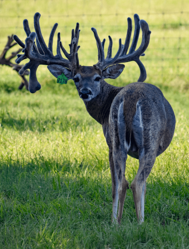 M3 Whitetails are Texas deer breeders that specialize in raising and selling whitetail Breeder Bucks, whitetail DMP Bucks, whitetail Stocker Bucks, as well as open and bred whitetail does. Big Texas Typicals are what buyers want when buying Texas DMP Bucks, Stocker Bucks, and Breeder Bucks. Our whitetail deer for sale are sure to impress prospective buyers and are priced competitively.