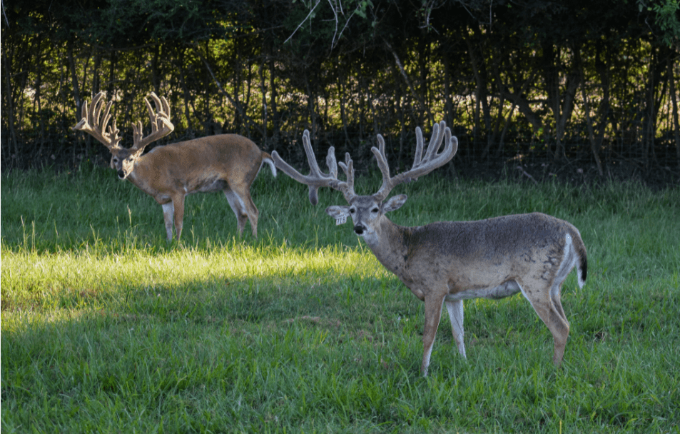 M3 Whitetails are Texas deer breeders that specialize in raising and selling whitetail Breeder Bucks, whitetail DMP Bucks, whitetail Stocker Bucks, as well as open and bred whitetail does. Big Texas Typicals are what buyers want when buying Texas DMP Bucks, Stocker Bucks, and Breeder Bucks. Our whitetail deer for sale are sure to impress prospective buyers and are priced competitively.