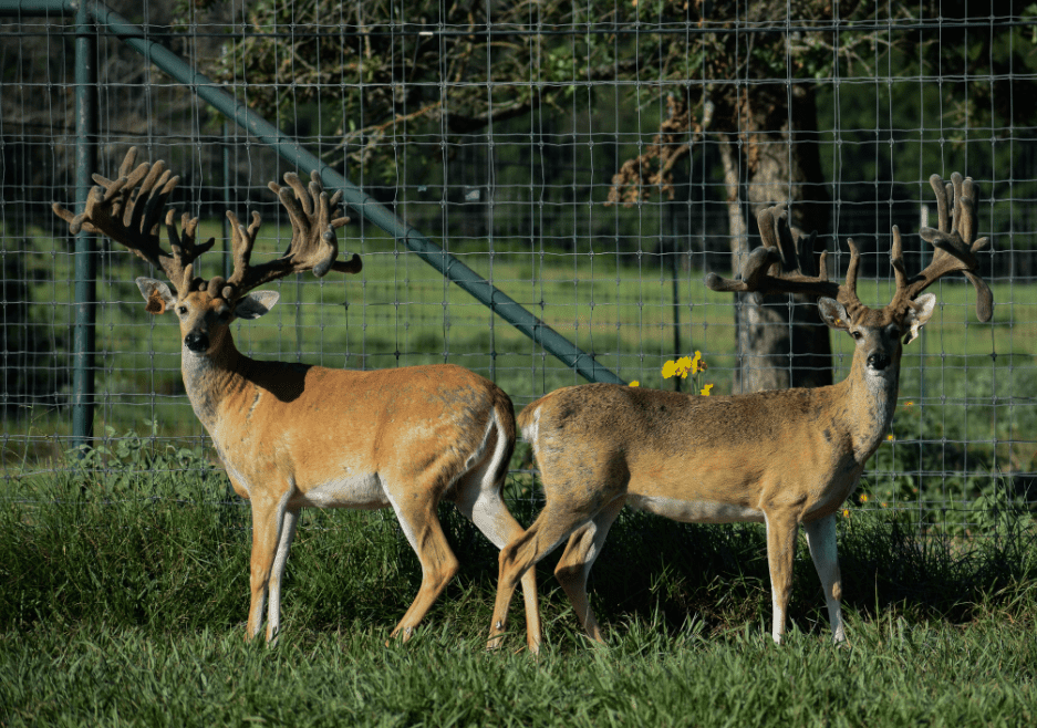 M3 Whitetails are Texas deer breeders that specialize in raising and selling whitetail Breeder Bucks, whitetail DMP Bucks, whitetail Stocker Bucks, as well as open and bred whitetail does. Big Texas Typicals are what buyers want when buying Texas DMP Bucks, Stocker Bucks, and Breeder Bucks. Our whitetail deer for sale are sure to impress prospective buyers and are priced competitively.