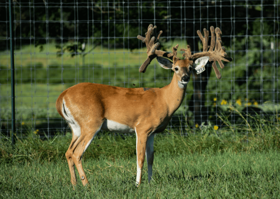 M3 Whitetails are Texas deer breeders that specialize in raising and selling whitetail Breeder Bucks, whitetail DMP Bucks, whitetail Stocker Bucks, as well as open and bred whitetail does. Big Texas Typicals are what buyers want when buying Texas DMP Bucks, Stocker Bucks, and Breeder Bucks. Our whitetail deer for sale are sure to impress prospective buyers and are priced competitively.