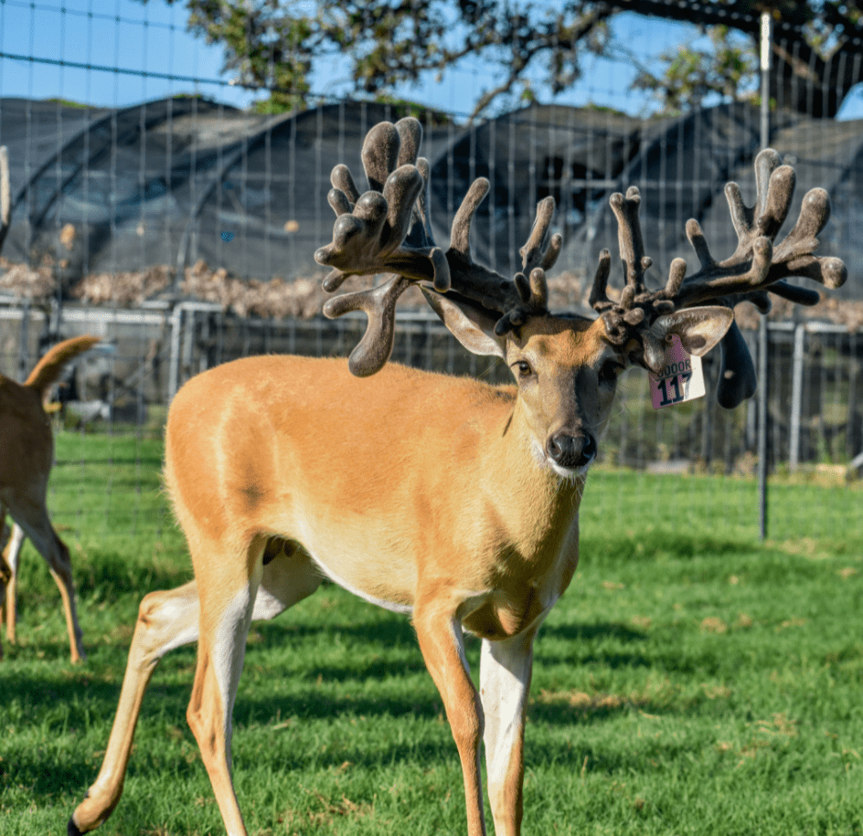 M3 Whitetails are Texas deer breeders that specialize in raising and selling whitetail Breeder Bucks, whitetail DMP Bucks, whitetail Stocker Bucks, as well as open and bred whitetail does. Big Texas Typicals are what buyers want when buying Texas DMP Bucks, Stocker Bucks, and Breeder Bucks. Our whitetail deer for sale are sure to impress prospective buyers and are priced competitively.