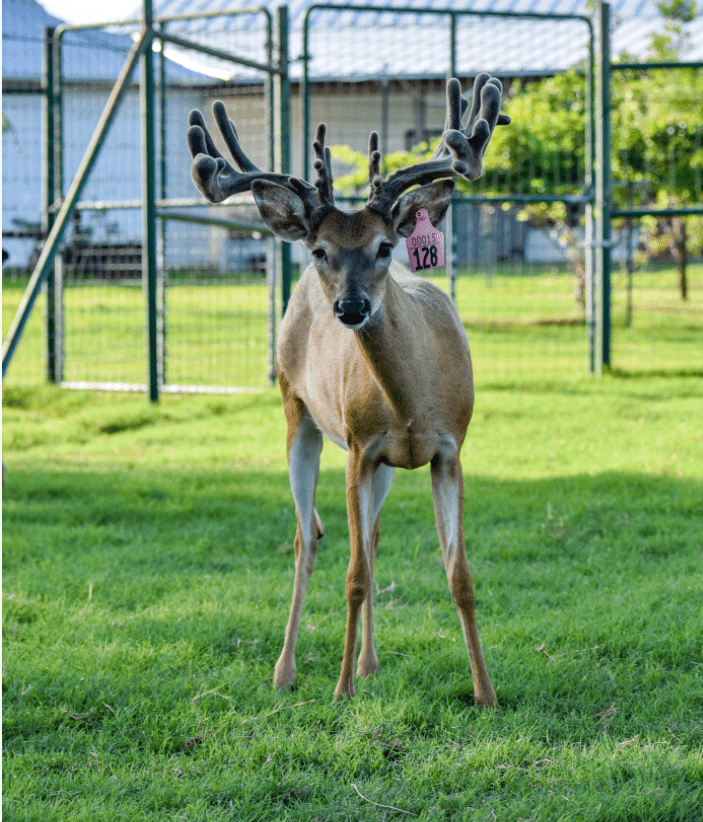M3 Whitetails are Texas deer breeders that specialize in raising and selling whitetail Breeder Bucks, whitetail DMP Bucks, whitetail Stocker Bucks, as well as open and bred whitetail does. Big Texas Typicals are what buyers want when buying Texas DMP Bucks, Stocker Bucks, and Breeder Bucks. Our whitetail deer for sale are sure to impress prospective buyers and are priced competitively.