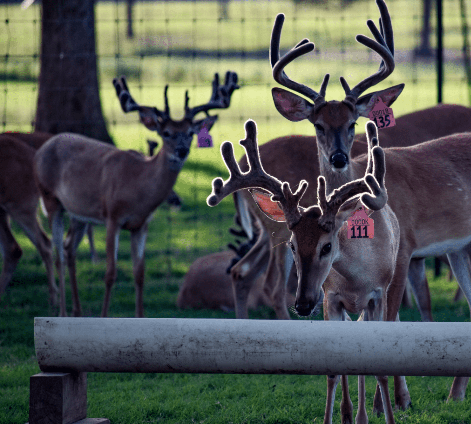 M3 Whitetails are Texas deer breeders that specialize in raising and selling whitetail Breeder Bucks, whitetail DMP Bucks, whitetail Stocker Bucks, as well as open and bred whitetail does. Big Texas Typicals are what buyers want when buying Texas DMP Bucks, Stocker Bucks, and Breeder Bucks. Our whitetail deer for sale are sure to impress prospective buyers and are priced competitively.