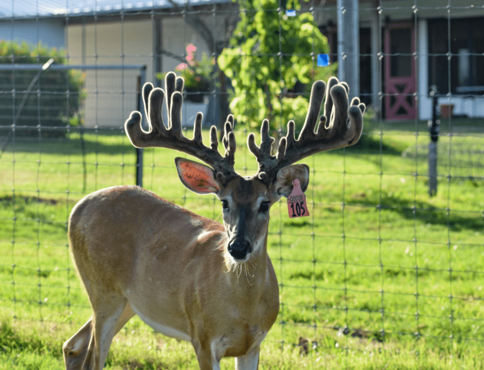 M3 Whitetails are Texas deer breeders that specialize in raising and selling whitetail Breeder Bucks, whitetail DMP Bucks, whitetail Stocker Bucks, as well as open and bred whitetail does. Big Texas Typicals are what buyers want when buying Texas DMP Bucks, Stocker Bucks, and Breeder Bucks. Our whitetail deer for sale are sure to impress prospective buyers and are priced competitively.