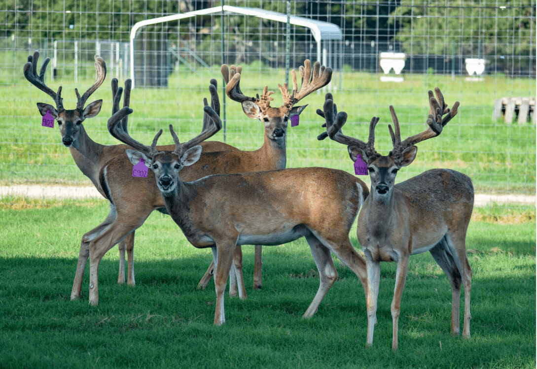 M3 Whitetails are Texas deer breeders that specialize in raising and selling whitetail Breeder Bucks, whitetail DMP Bucks, whitetail Stocker Bucks, as well as open and bred whitetail does. Big Texas Typicals are what buyers want when buying Texas DMP Bucks, Stocker Bucks, and Breeder Bucks. Our whitetail deer for sale are sure to impress prospective buyers and are priced competitively.