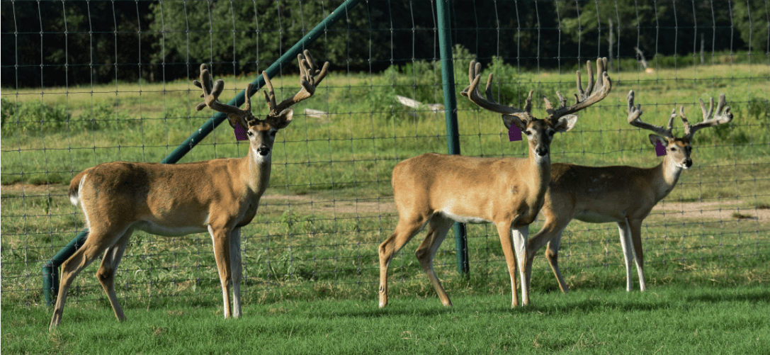 M3 Whitetails are Texas deer breeders that specialize in raising and selling whitetail Breeder Bucks, whitetail DMP Bucks, whitetail Stocker Bucks, as well as open and bred whitetail does. Big Texas Typicals are what buyers want when buying Texas DMP Bucks, Stocker Bucks, and Breeder Bucks. Our whitetail deer for sale are sure to impress prospective buyers and are priced competitively.