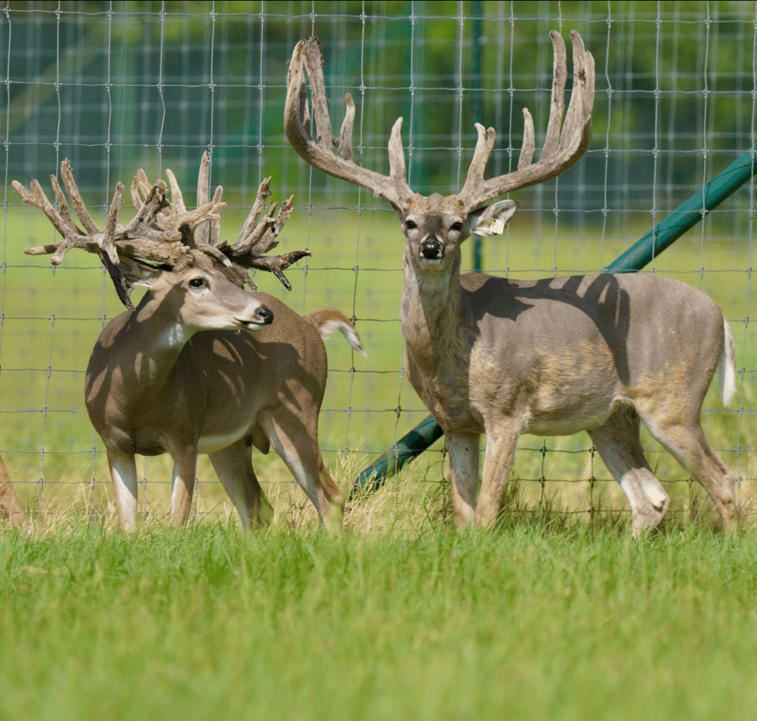 M3 Whitetails are Texas deer breeders that specialize in raising and selling whitetail Breeder Bucks, whitetail DMP Bucks, whitetail Stocker Bucks, as well as open and bred whitetail does. Big Texas Typicals are what buyers want when buying Texas DMP Bucks, Stocker Bucks, and Breeder Bucks. Our whitetail deer for sale are sure to impress prospective buyers and are priced competitively.