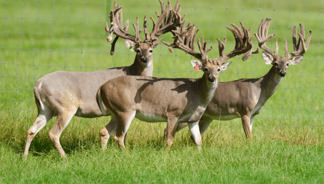 M3 Whitetails are Texas deer breeders that specialize in raising and selling whitetail Breeder Bucks, whitetail DMP Bucks, whitetail Stocker Bucks, as well as open and bred whitetail does. Big Texas Typicals are what buyers want when buying Texas DMP Bucks, Stocker Bucks, and Breeder Bucks. Our whitetail deer for sale are sure to impress prospective buyers and are priced competitively.
