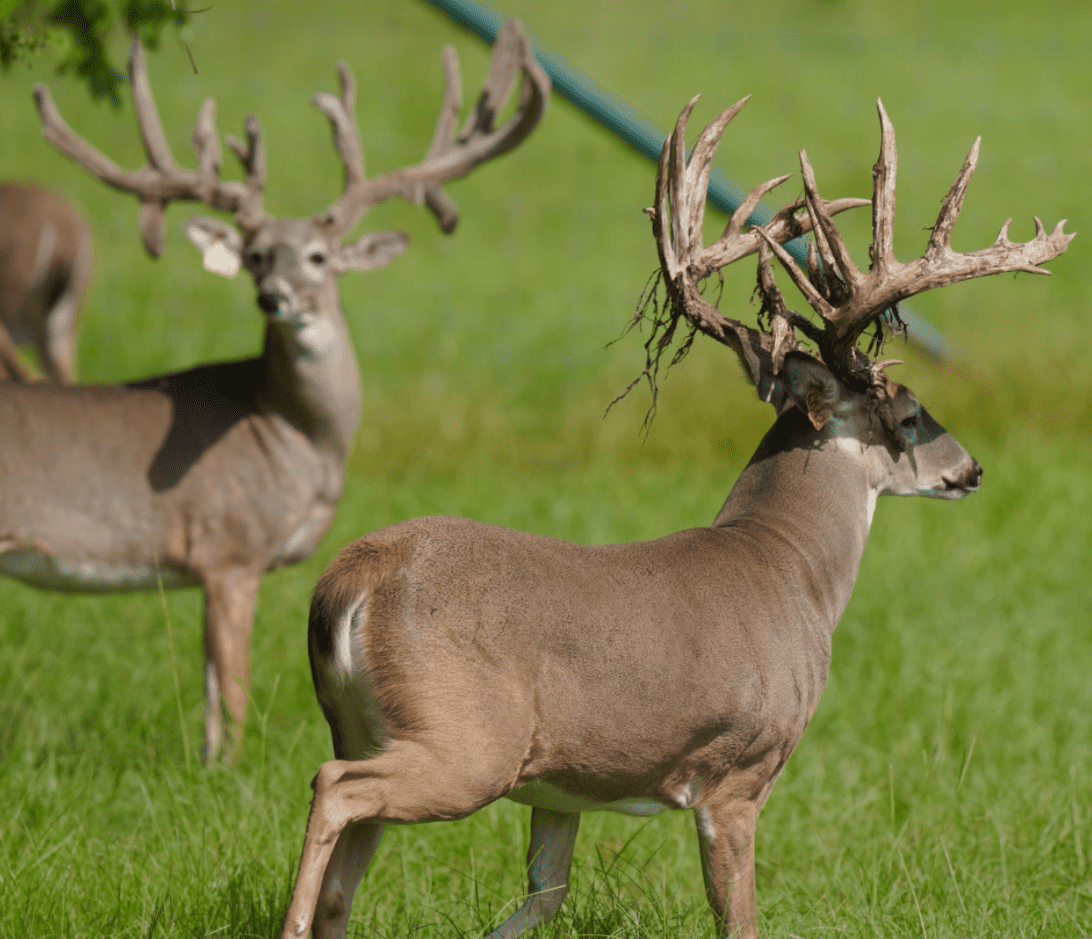 M3 Whitetails are Texas deer breeders that specialize in raising and selling whitetail Breeder Bucks, whitetail DMP Bucks, whitetail Stocker Bucks, as well as open and bred whitetail does. Big Texas Typicals are what buyers want when buying Texas DMP Bucks, Stocker Bucks, and Breeder Bucks. Our whitetail deer for sale are sure to impress prospective buyers and are priced competitively.