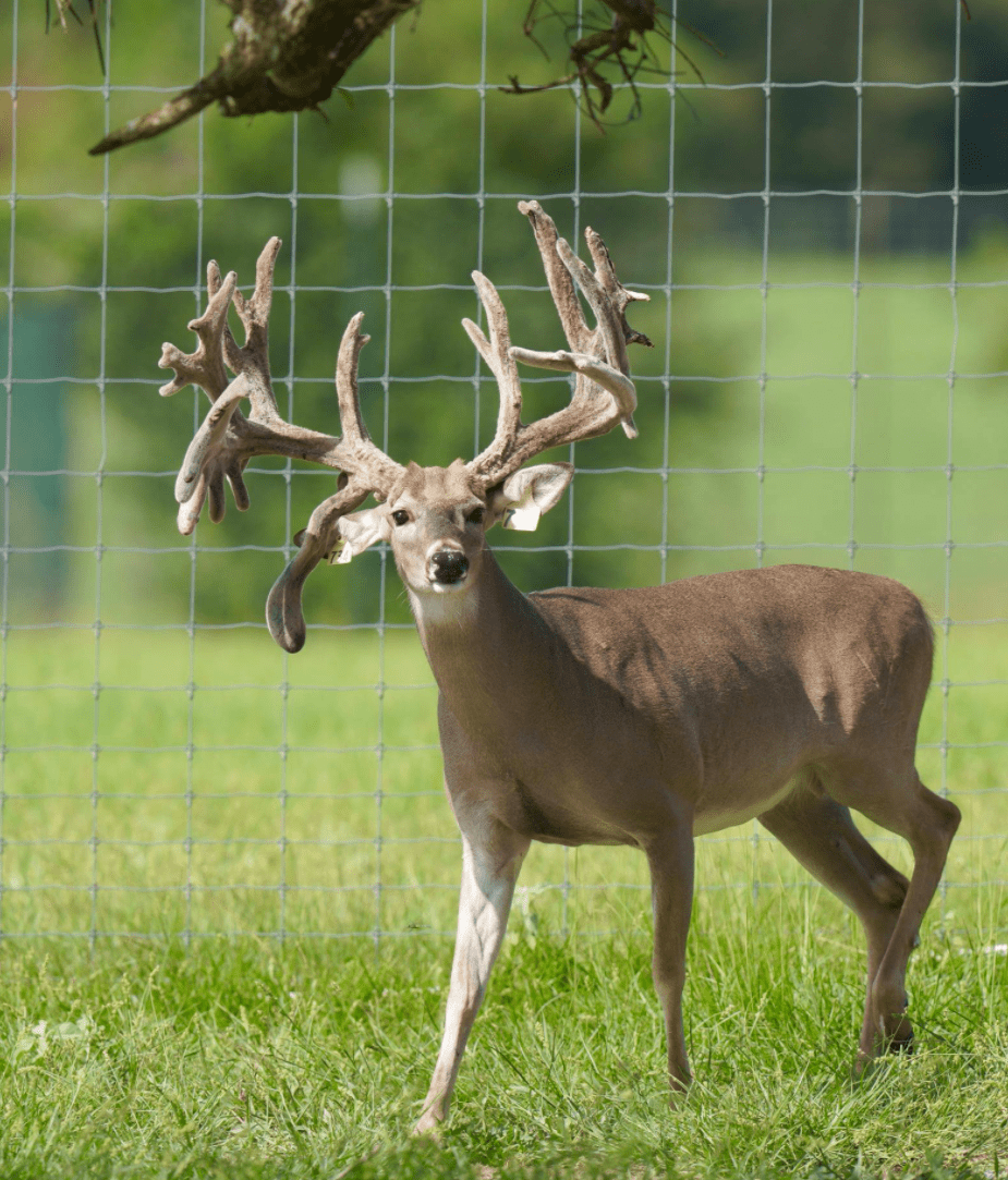 M3 Whitetails are Texas deer breeders that specialize in raising and selling whitetail Breeder Bucks, whitetail DMP Bucks, whitetail Stocker Bucks, as well as open and bred whitetail does. Big Texas Typicals are what buyers want when buying Texas DMP Bucks, Stocker Bucks, and Breeder Bucks. Our whitetail deer for sale are sure to impress prospective buyers and are priced competitively.