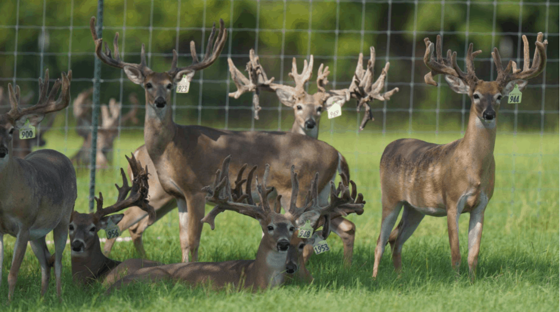 M3 Whitetails are Texas deer breeders that specialize in raising and selling whitetail Breeder Bucks, whitetail DMP Bucks, whitetail Stocker Bucks, as well as open and bred whitetail does. Big Texas Typicals are what buyers want when buying Texas DMP Bucks, Stocker Bucks, and Breeder Bucks. Our whitetail deer for sale are sure to impress prospective buyers and are priced competitively.