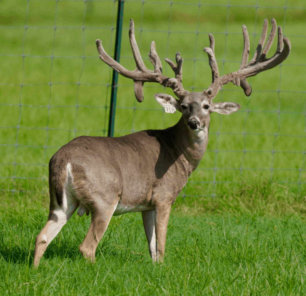 M3 Whitetails are Texas deer breeders that specialize in raising and selling whitetail Breeder Bucks, whitetail DMP Bucks, whitetail Stocker Bucks, as well as open and bred whitetail does. Big Texas Typicals are what buyers want when buying Texas DMP Bucks, Stocker Bucks, and Breeder Bucks. Our whitetail deer for sale are sure to impress prospective buyers and are priced competitively.