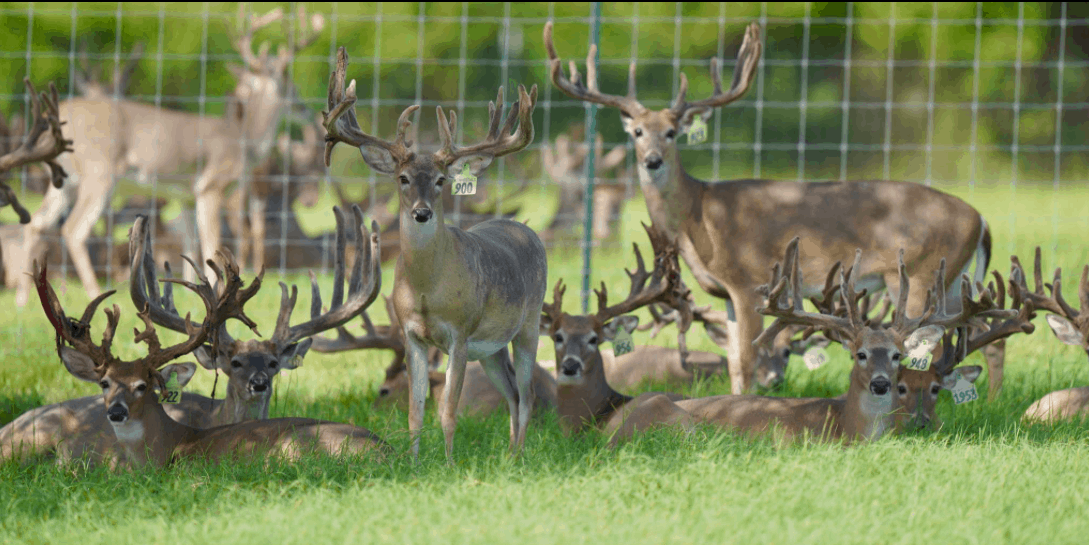 M3 Whitetails are Texas deer breeders that specialize in raising and selling whitetail Breeder Bucks, whitetail DMP Bucks, whitetail Stocker Bucks, as well as open and bred whitetail does. Big Texas Typicals are what buyers want when buying Texas DMP Bucks, Stocker Bucks, and Breeder Bucks. Our whitetail deer for sale are sure to impress prospective buyers and are priced competitively.