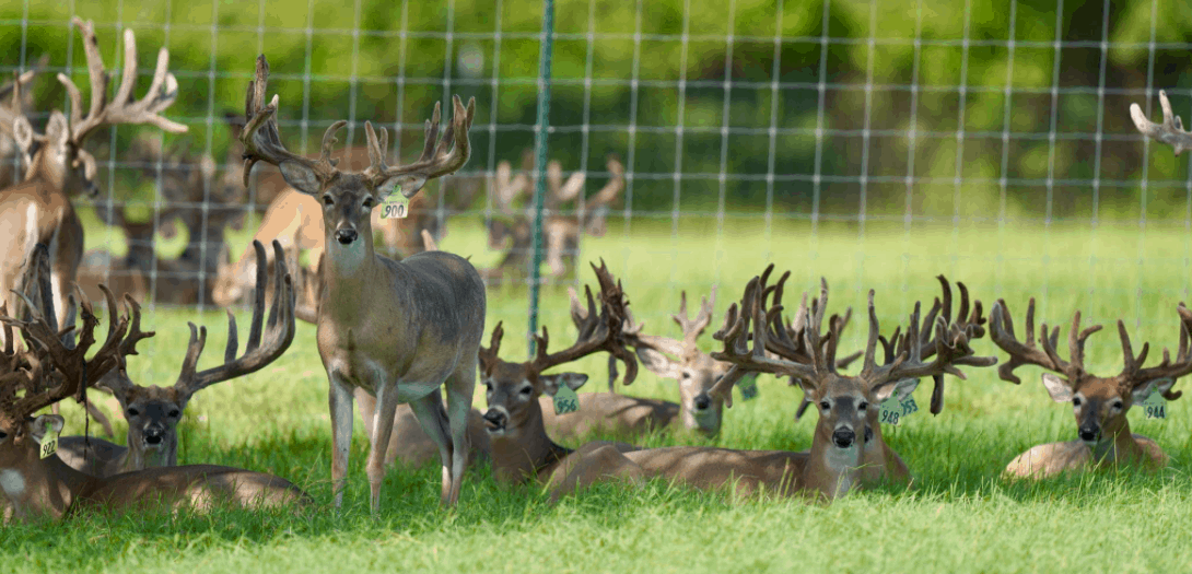 M3 Whitetails are Texas deer breeders that specialize in raising and selling whitetail Breeder Bucks, whitetail DMP Bucks, whitetail Stocker Bucks, as well as open and bred whitetail does. Big Texas Typicals are what buyers want when buying Texas DMP Bucks, Stocker Bucks, and Breeder Bucks. Our whitetail deer for sale are sure to impress prospective buyers and are priced competitively.