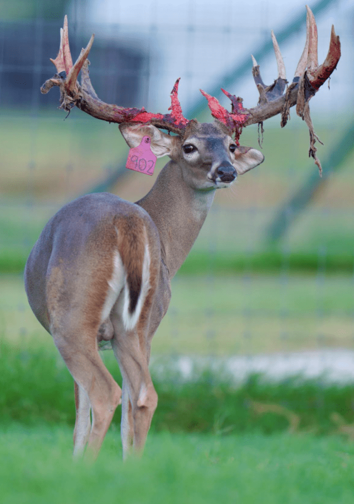 M3 Whitetails are Texas deer breeders that specialize in raising and selling whitetail Breeder Bucks, whitetail DMP Bucks, whitetail Stocker Bucks, as well as open and bred whitetail does. Big Texas Typicals are what buyers want when buying Texas DMP Bucks, Stocker Bucks, and Breeder Bucks. Our whitetail deer for sale are sure to impress prospective buyers and are priced competitively.