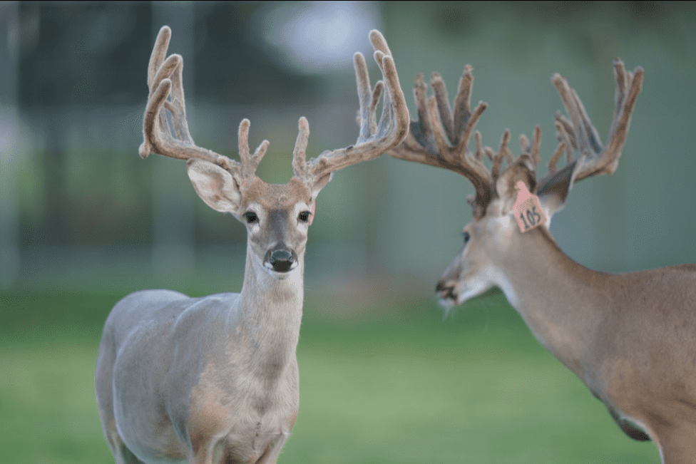 M3 Whitetails are Texas deer breeders that specialize in raising and selling whitetail Breeder Bucks, whitetail DMP Bucks, whitetail Stocker Bucks, as well as open and bred whitetail does. Big Texas Typicals are what buyers want when buying Texas DMP Bucks, Stocker Bucks, and Breeder Bucks. Our whitetail deer for sale are sure to impress prospective buyers and are priced competitively.