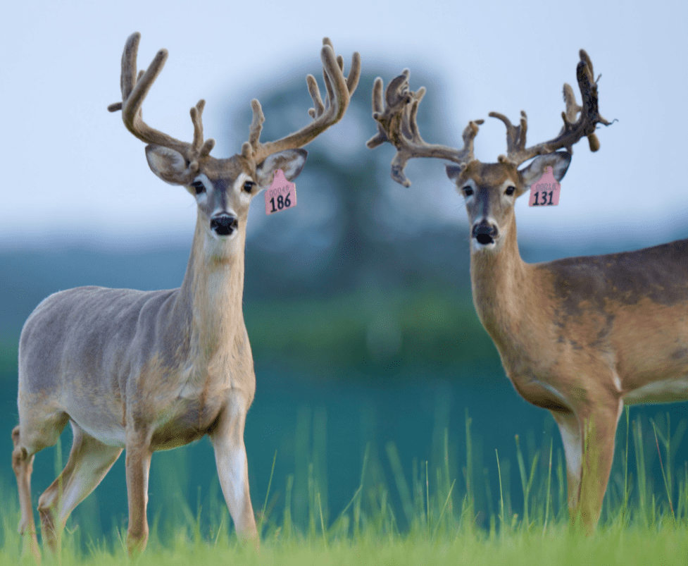 M3 Whitetails are Texas deer breeders that specialize in raising and selling whitetail Breeder Bucks, whitetail DMP Bucks, whitetail Stocker Bucks, as well as open and bred whitetail does. Big Texas Typicals are what buyers want when buying Texas DMP Bucks, Stocker Bucks, and Breeder Bucks. Our whitetail deer for sale are sure to impress prospective buyers and are priced competitively.