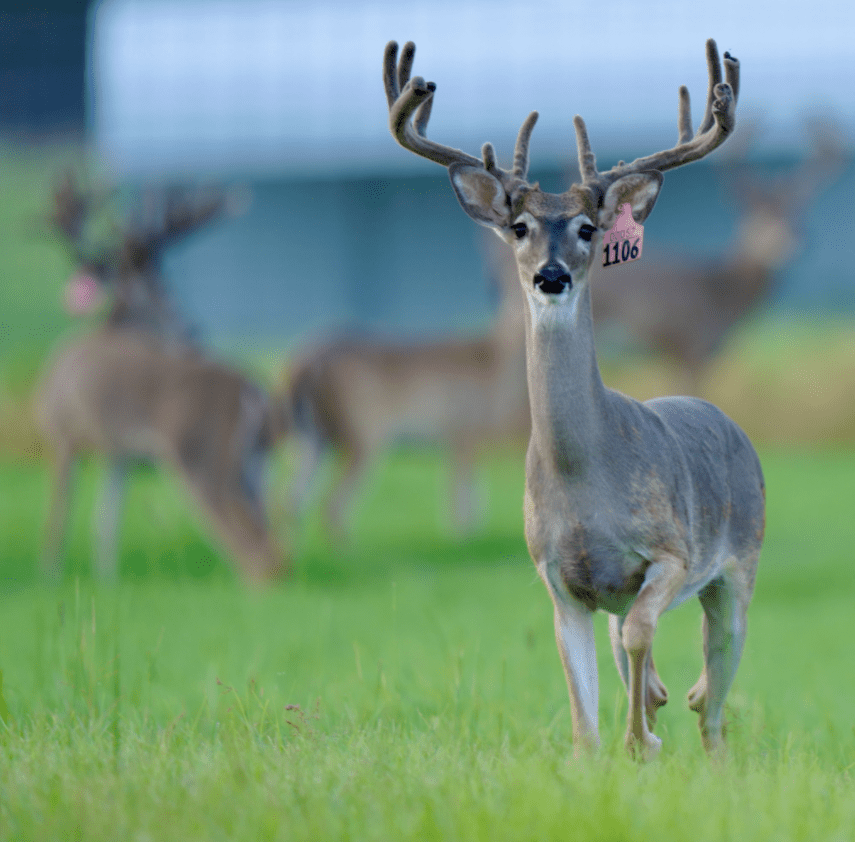 M3 Whitetails are Texas deer breeders that specialize in raising and selling whitetail Breeder Bucks, whitetail DMP Bucks, whitetail Stocker Bucks, as well as open and bred whitetail does. Big Texas Typicals are what buyers want when buying Texas DMP Bucks, Stocker Bucks, and Breeder Bucks. Our whitetail deer for sale are sure to impress prospective buyers and are priced competitively.