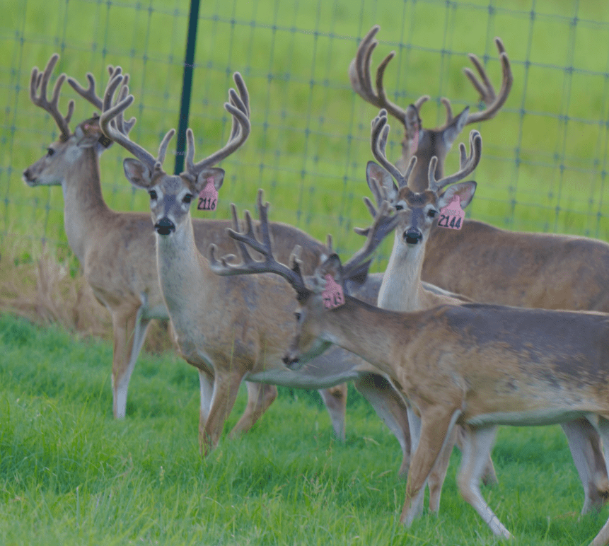 M3 Whitetails are Texas deer breeders that specialize in raising and selling whitetail Breeder Bucks, whitetail DMP Bucks, whitetail Stocker Bucks, as well as open and bred whitetail does. Big Texas Typicals are what buyers want when buying Texas DMP Bucks, Stocker Bucks, and Breeder Bucks. Our whitetail deer for sale are sure to impress prospective buyers and are priced competitively.